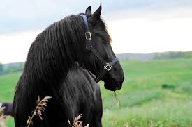 Friesians for sale