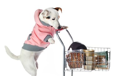 dog supplies online