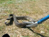 Hudson Snake Catching Gold Coast Offers 24/7 Licensed, Affordable, and Trusted Snake Removal Services
