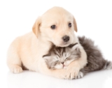 Puss and Pooch Offers the Right Pet Accessories
