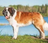 Are You Interested In All Big Dog Breeds?
