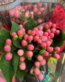 Delight Your Loved Ones with Rose Delivery Melbourne