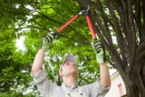Benefits of Tree Trimming Services
