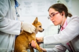 Increasing Pet Adoption Driving Growth of Companion Animal Specialty Drugs Market