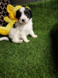 Toy Poodle dogs and puppies For Sale in Delhi ncr