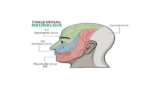 Kolkata’s Renowned Neurosurgeons: Pioneering Trigeminal Neuralgia Treatment