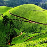 Ooty Taxi | Best Ooty Taxi | Ooty Cabs – coimbatoreootytaxi.com