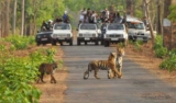List of Famous Wildlife Sanctuary and National Parks in Rajasthan