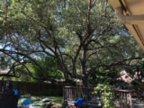 What You Want To Focus On When Getting A Tree Trimming