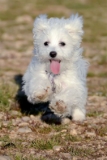 Maltese dogs generally have a relatively long lifespan. On average, they