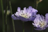 Valley of Flowers – A Trekker’s Dream