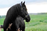 Friesians for sale | Royal Dutch Friesians