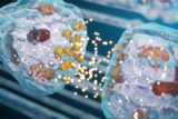 How Do Protein G Magnetic Beads Improve Antibody Yield?