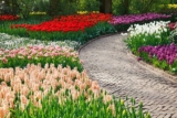 The 5 Basic Elements of Landscape Design
