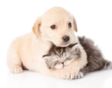 Puss and Pooch Will Help You Find the Ultimate Assortment of Pet Products
