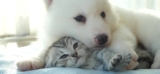 Puss and Pooch Will Help You Find the Best Pet Products