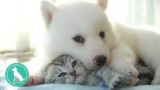 Puss and Pooch Will Help You Find the Best Pet Products for Your Pet