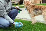 How to Dispose Pet Poop with zero Waste?