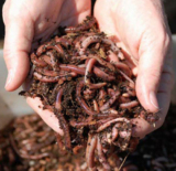 SS Vermi – Vermicompost suppliers in MADURAI